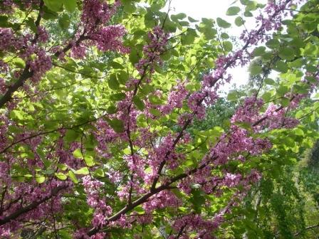 Немыслимое чудо: в Одессе цветёт багряное Иудино дерево (фото)