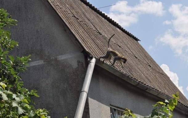 Много диких обезьян: под Одессой поселилась группа мартышек. Фото