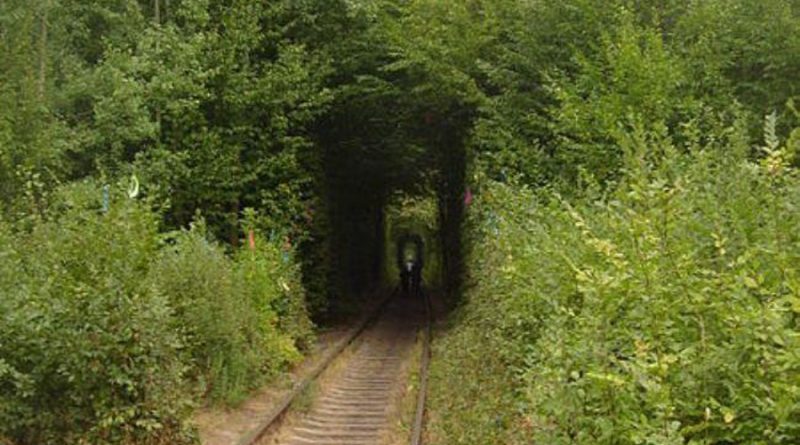 Знаменитый украинский «Тоннель любви» будет платным
