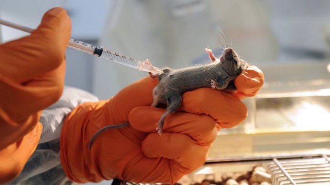 Україна розробляє вакцину проти коронавірусу: вже тестують на польських мишах