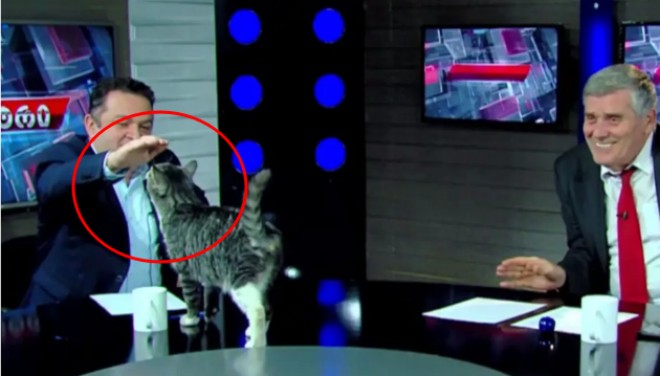 Кіт зірвав політичне ток-шоу в Грузії та став зіркою. Відео