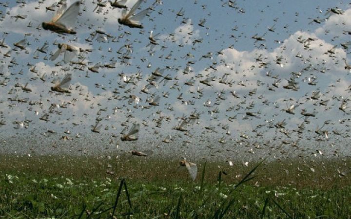 У Дніпрі знайшли спосіб отримати користь від нашестя сарани