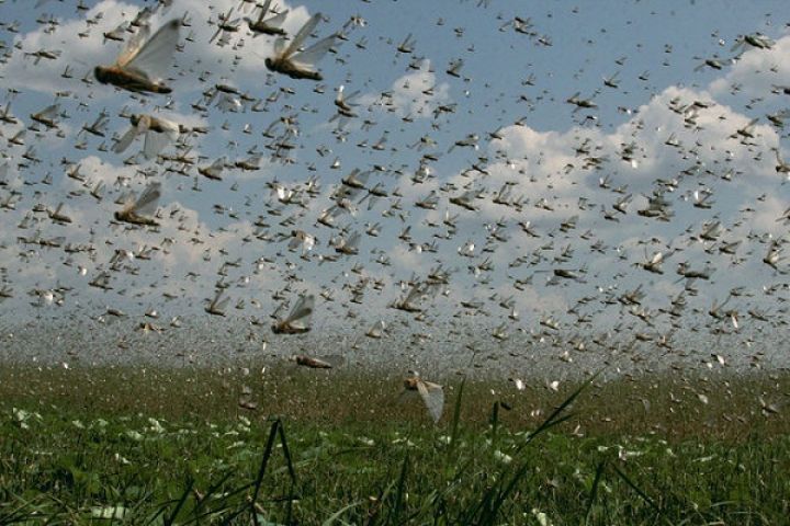 У Дніпрі знайшли спосіб отримати користь від нашестя сарани