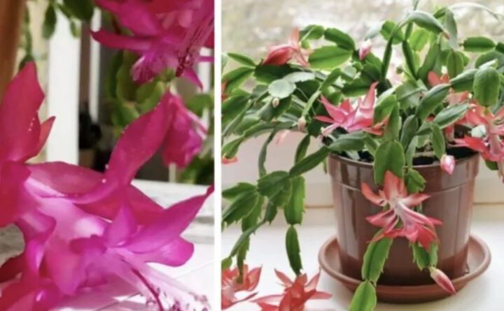 Різдвянику – 1,5 ложки у горщик: вже через 5 днів випустив 7 нових бутонів. Зацвіте якраз до Різдва