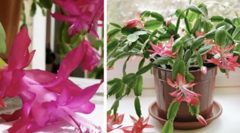 Різдвянику – 1,5 ложки у горщик: вже через 5 днів випустив 7 нових бутонів. Зацвіте якраз до Різдва