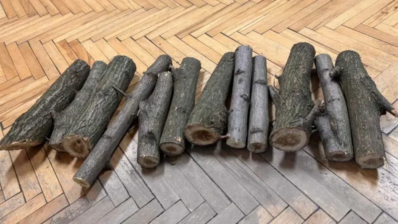 У Дніпрі виконавча служба конфіскувала у боржника та виставила на аукціон 12 брусків акації