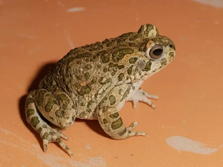 Жаба приходить до дому не просто так. На що господарям слід звернути увагу