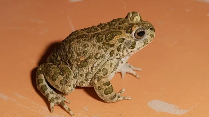 Жаба приходить до дому не просто так. На що господарям слід звернути увагу