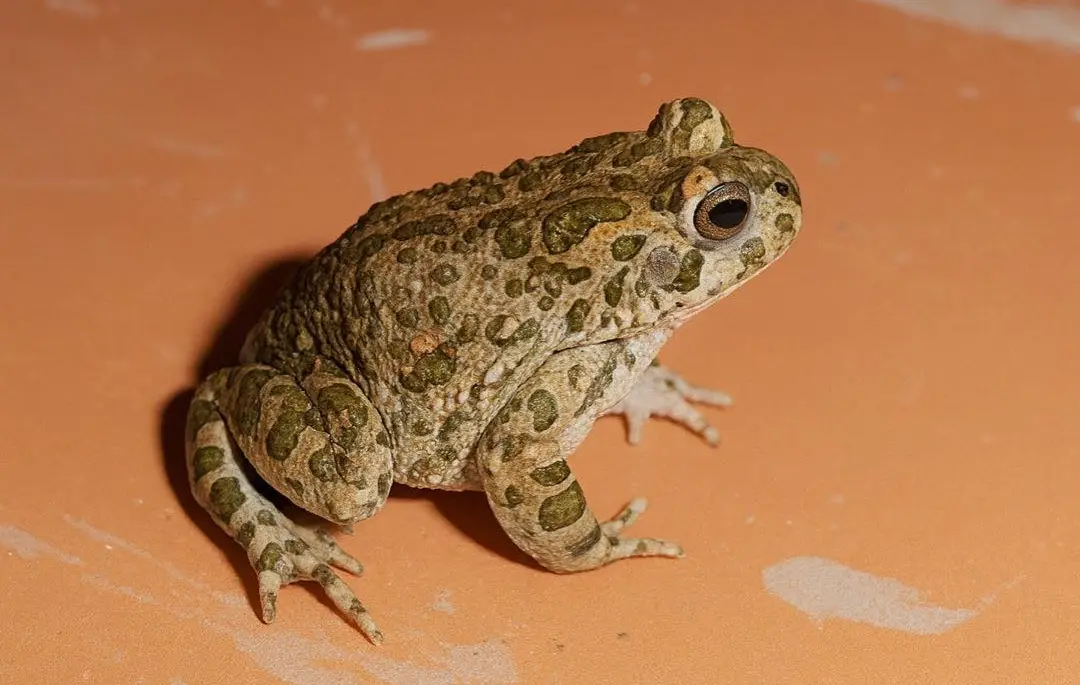 Жаба приходить до дому не просто так. На що господарям слід звернути увагу