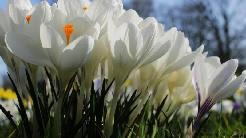 Березень ще “покусає”, а травень дасть жару: прогноз погоди на весну 2026 року