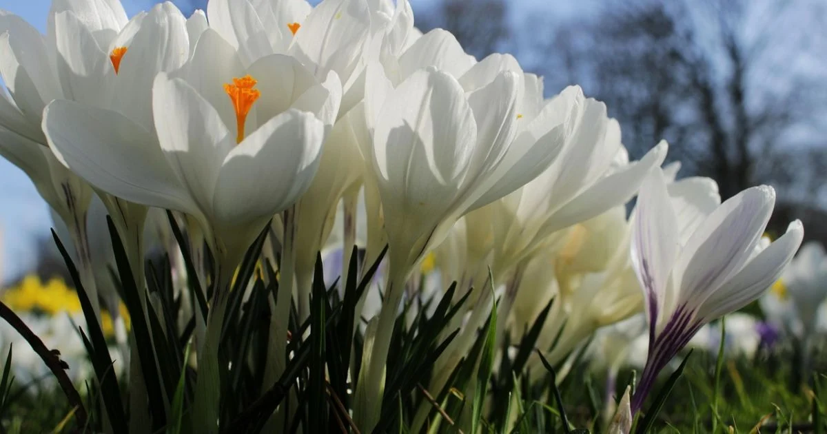 Березень ще “покусає”, а травень дасть жару: прогноз погоди на весну 2026 року