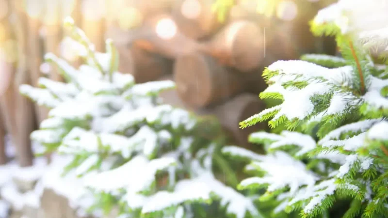 До України йде довгоочікуване потепління, але радіти рано, — прогноз синоптикині