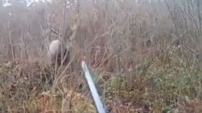 У Польщі олень «відплатив» мисливцю та напав на нього: епічне відео