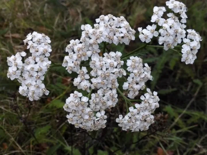 Деревій: лікарська рослина з широким спектром переваг для здоров’я