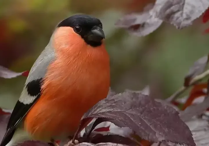 Їх вважали символом української зими: куди зникли червоногруді снігурі?