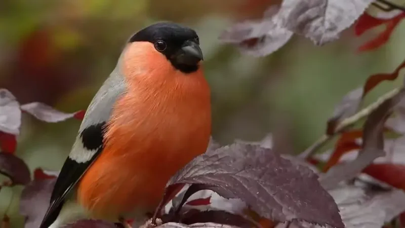 Їх вважали символом української зими: куди зникли червоногруді снігурі?