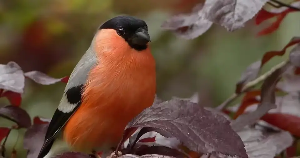 Їх вважали символом української зими: куди зникли червоногруді снігурі?