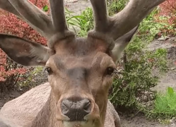 Збила відомого на всю Україну оленя Бориса і втекла: поліція знайшла водійку — деталі ДТП