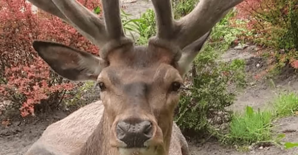 Збила відомого на всю Україну оленя Бориса і втекла: поліція знайшла водійку — деталі ДТП