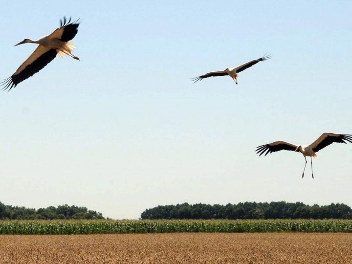 Білі лелеки повернулися до Чорнобиля вперше за 20 років (фото)