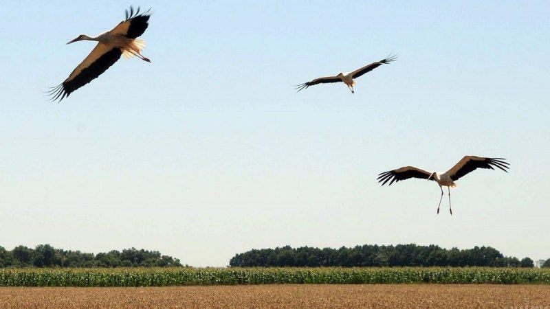 Білі лелеки повернулися до Чорнобиля вперше за 20 років (фото)