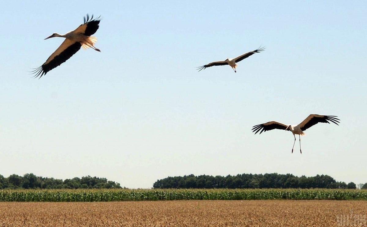Білі лелеки повернулися до Чорнобиля вперше за 20 років (фото)