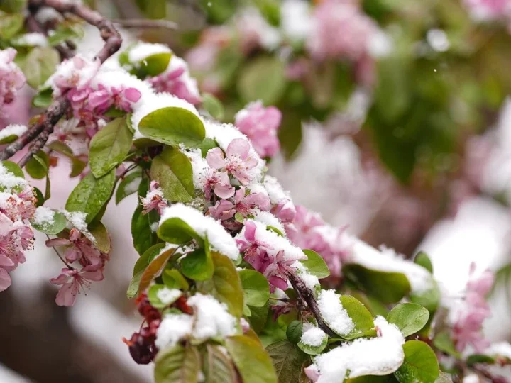 Заморозки до -5°: де в Україні різко похолодає найближчими днями