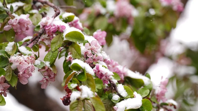 Заморозки до -5°: де в Україні різко похолодає найближчими днями