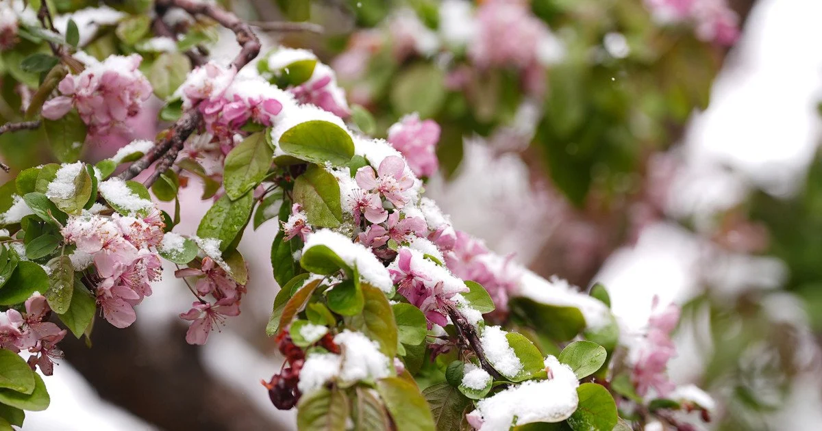 Заморозки до -5°: де в Україні різко похолодає найближчими днями