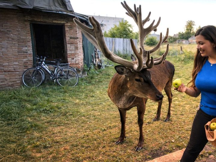 Оленя Бориса знайшли: подробиці пошуків зірки соцмереж на Рівненщині