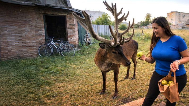 Оленя Бориса знайшли: подробиці пошуків зірки соцмереж на Рівненщині