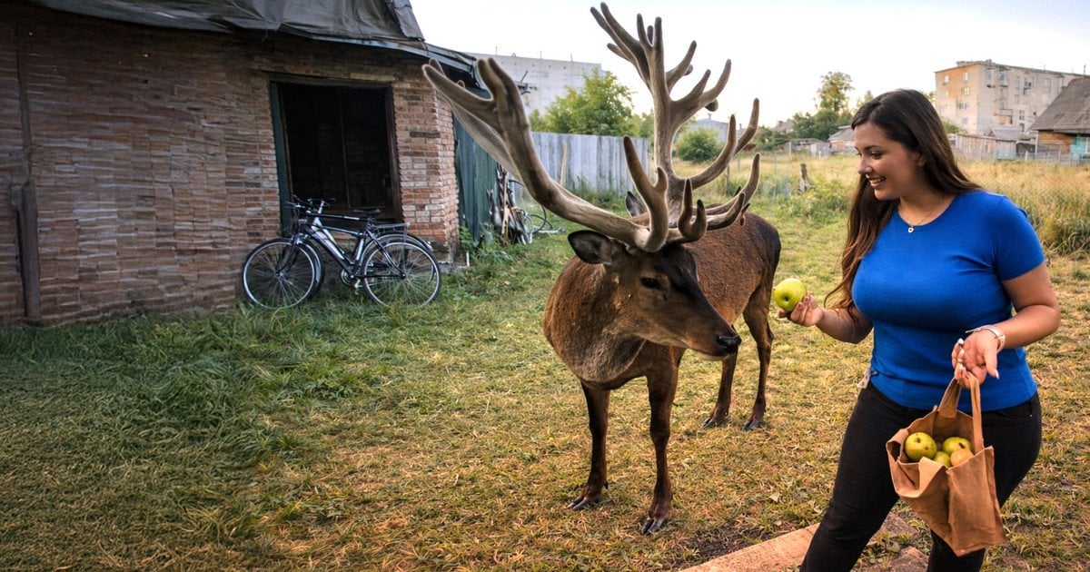 Оленя Бориса знайшли: подробиці пошуків зірки соцмереж на Рівненщині