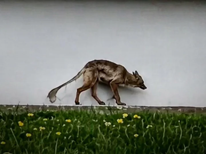 Вона повернулася: в Інституті зоології вперше прокоментували резонансне відео з “чупакаброю”
