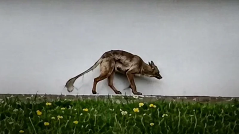 Вона повернулася: в Інституті зоології вперше прокоментували резонансне відео з “чупакаброю”