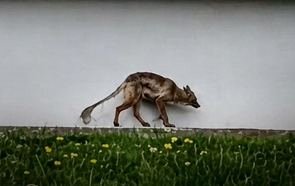 Вона повернулася: в Інституті зоології вперше прокоментували резонансне відео з “чупакаброю”