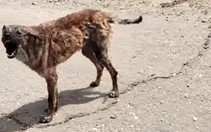 Голод в Олешках. Близько двох тисяч людей з травня відрізані від постачань в окупованому місті: як виживають його мешканці