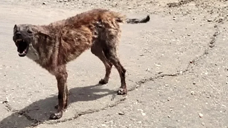 Голод в Олешках. Близько двох тисяч людей з травня відрізані від постачань в окупованому місті: як виживають його мешканці