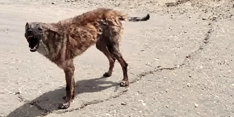 Голод в Олешках. Близько двох тисяч людей з травня відрізані від постачань в окупованому місті: як виживають його мешканці